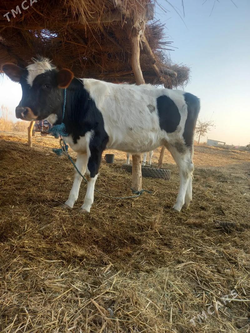 GIBRIT UNAJYN - Dänew - img 4