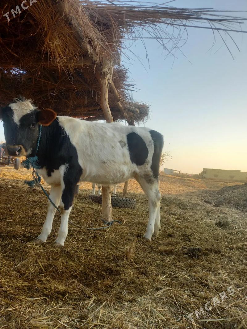 GIBRIT UNAJYN - Dänew - img 5