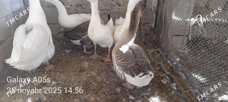 Gus - Гёкдепе - img 4