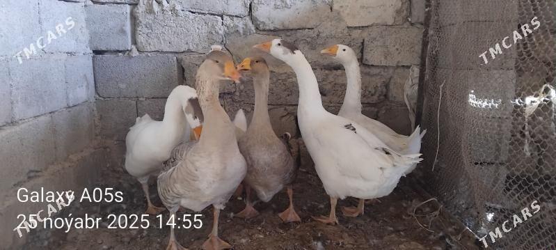 Gus - Гёкдепе - img 2