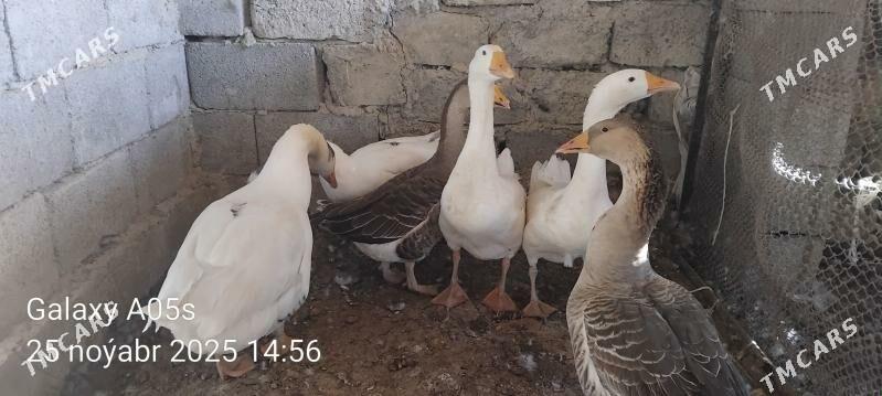 Gus - Гёкдепе - img 5