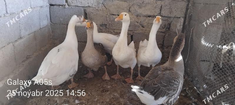 Gus - Гёкдепе - img 3