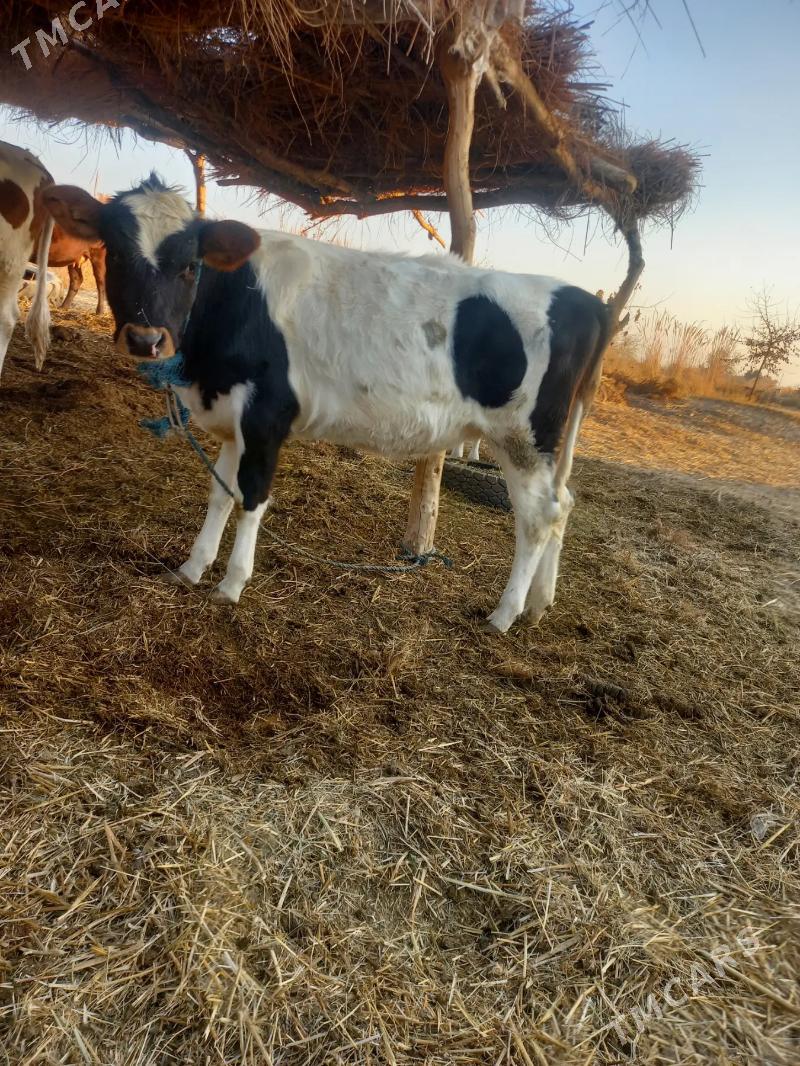 GIBRIT UNAJYN - Dänew - img 1