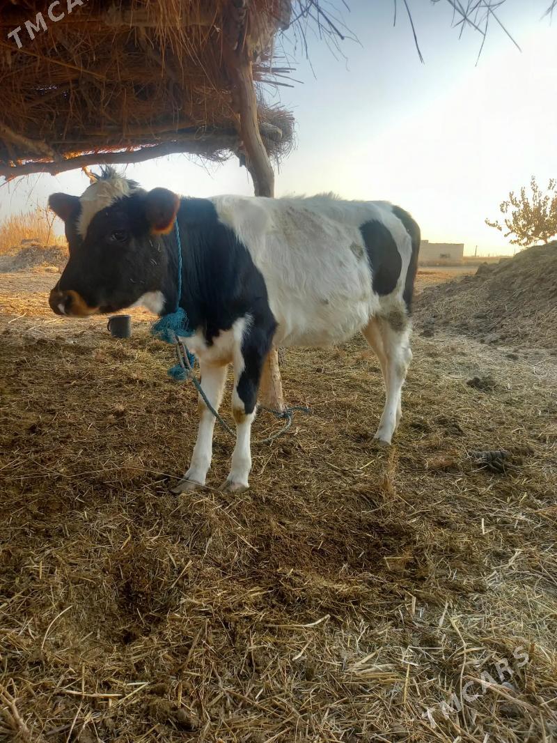 GIBRIT UNAJYN - Dänew - img 2