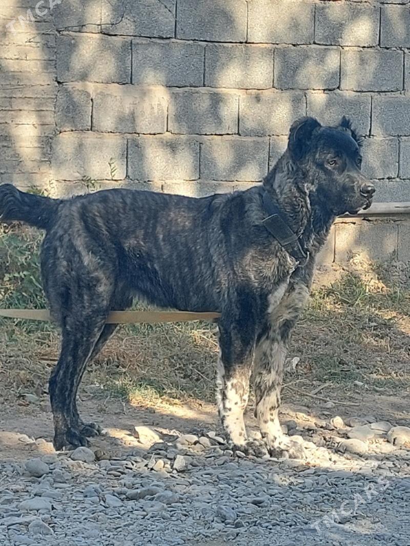 it - Ашхабад - img 4