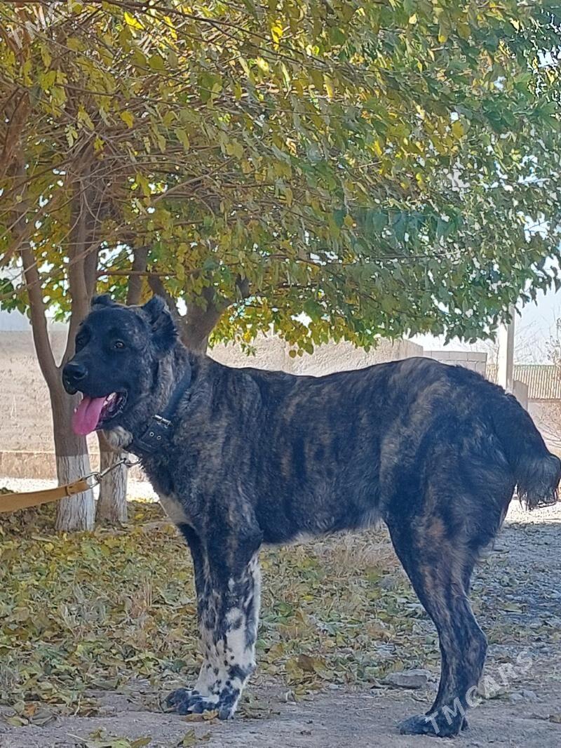 it - Ашхабад - img 1