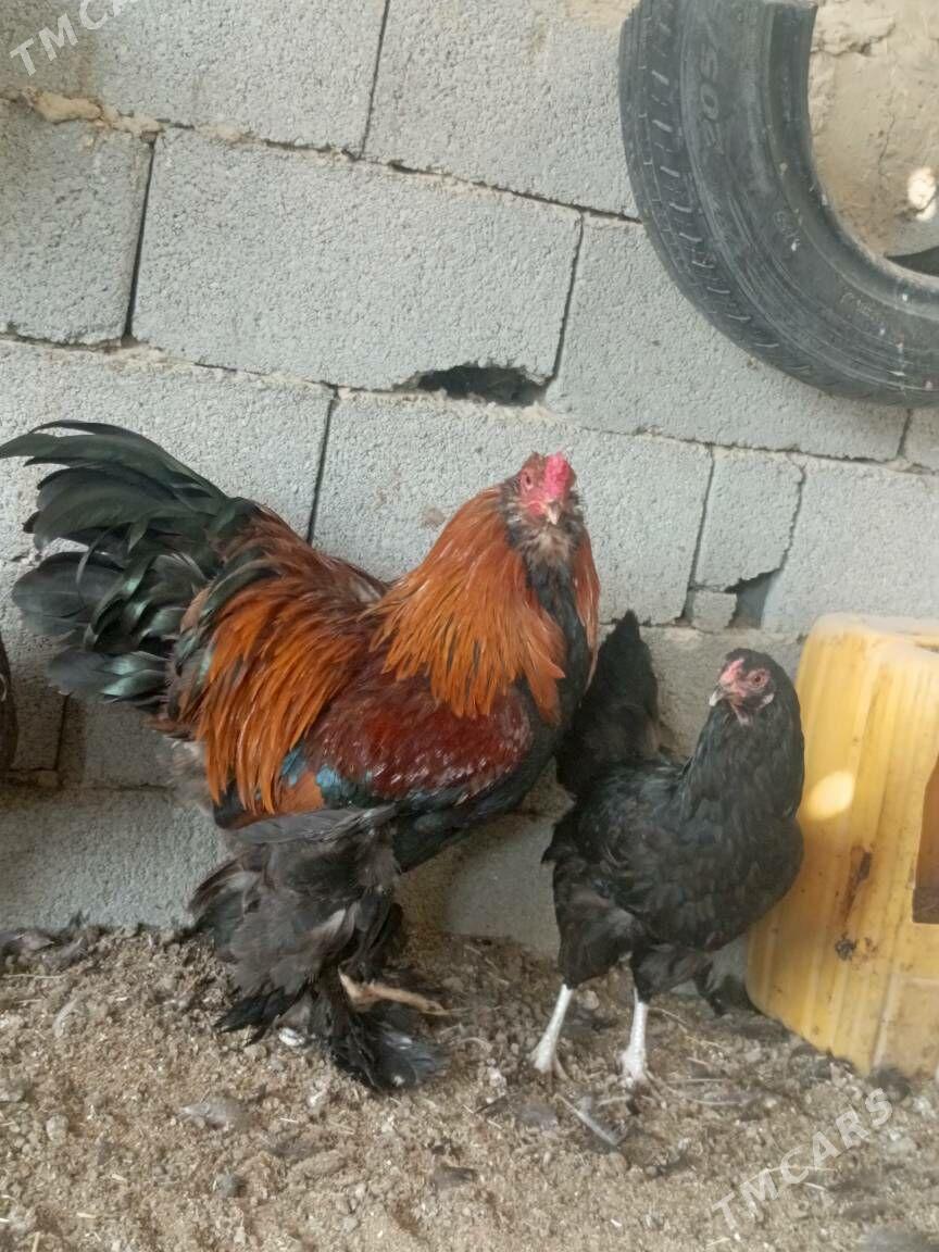 BRAMA HORAZ - Гуртли - img 4