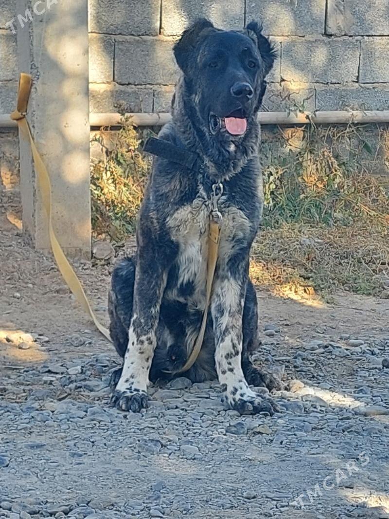 it - Ашхабад - img 3