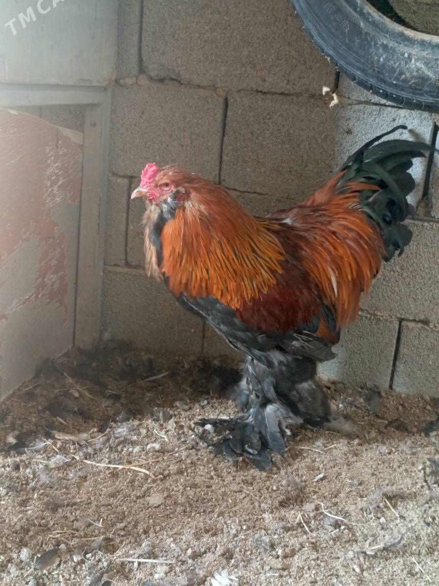 BRAMA HORAZ - Гуртли - img 2