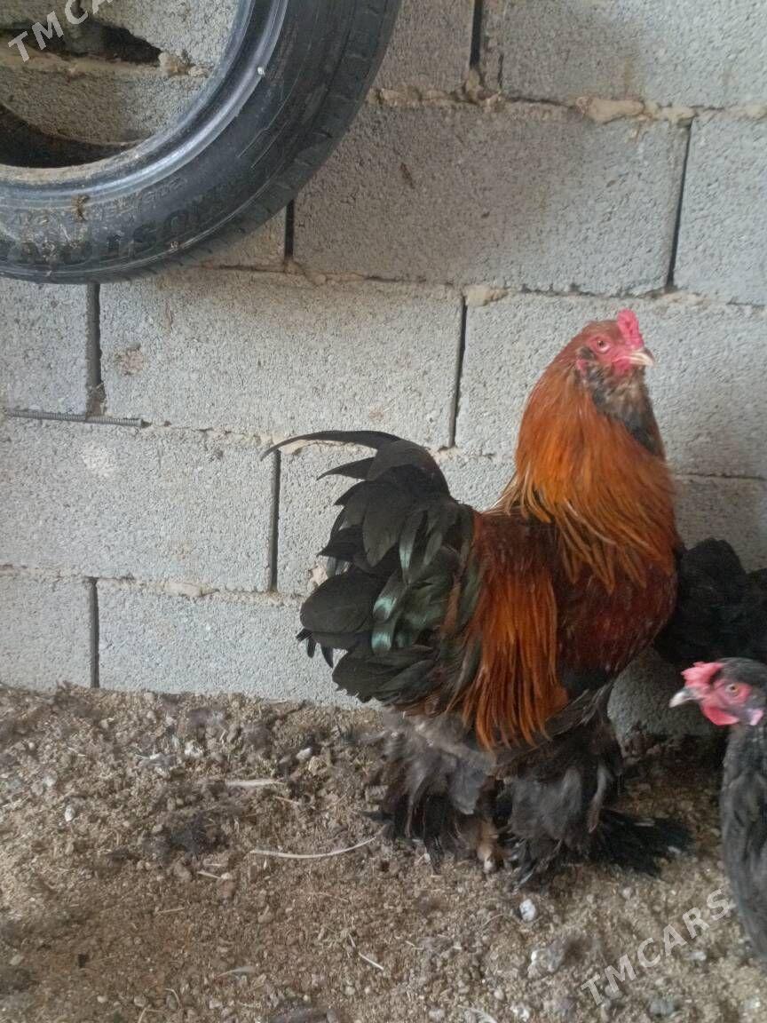 BRAMA HORAZ - Гуртли - img 3