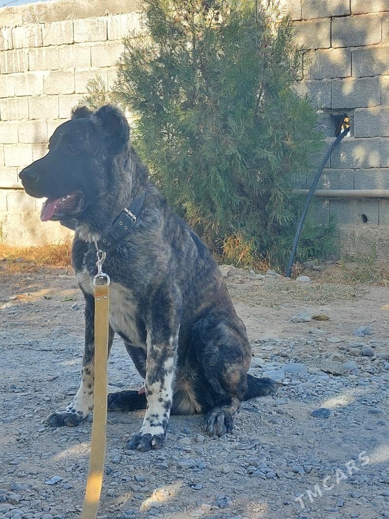 it - Ашхабад - img 2