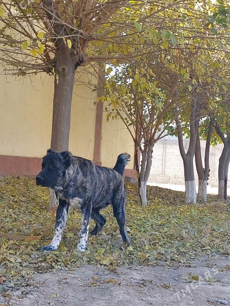 it - Ашхабад - img 5