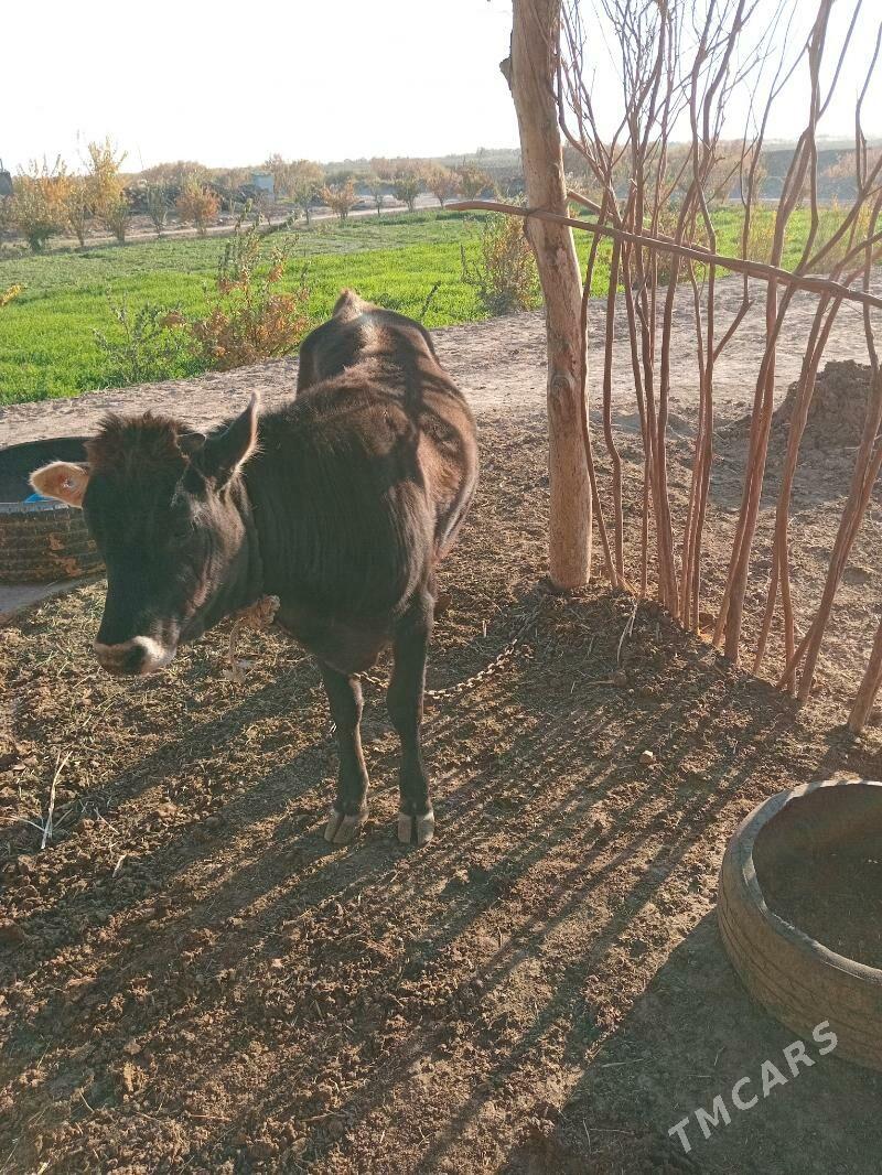 tüwe - Babadaýhan - img 2