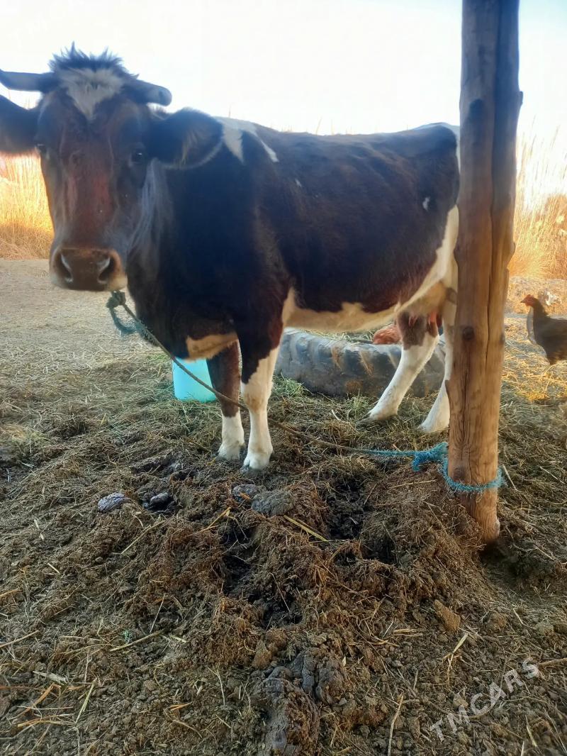 GIBRIT SYGYR - Dänew - img 3