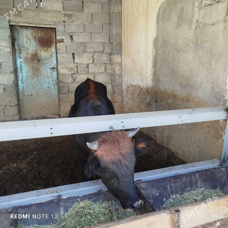 Okuz - Бузмеин - img 5