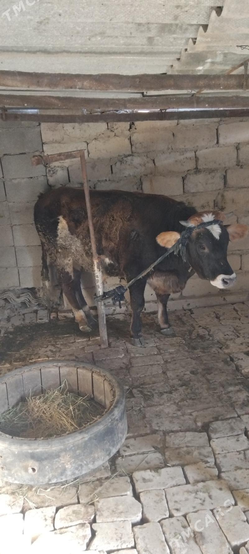 Ökiz - Gökdepe - img 2