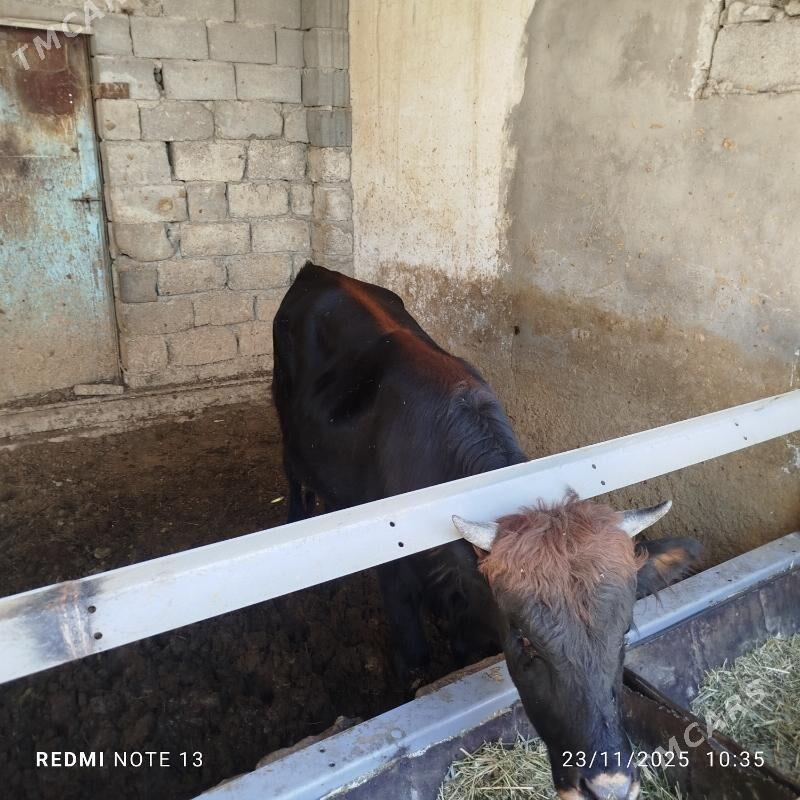 Okuz - Бузмеин - img 3