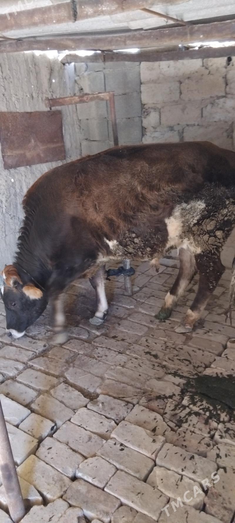 Ökiz - Gökdepe - img 3