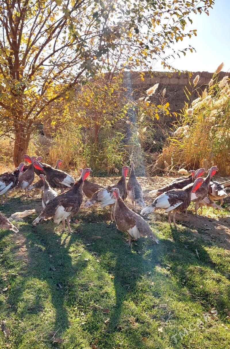 induklar - Bäherden - img 1