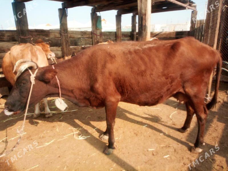 Golleli sygyr - Джебел - img 2