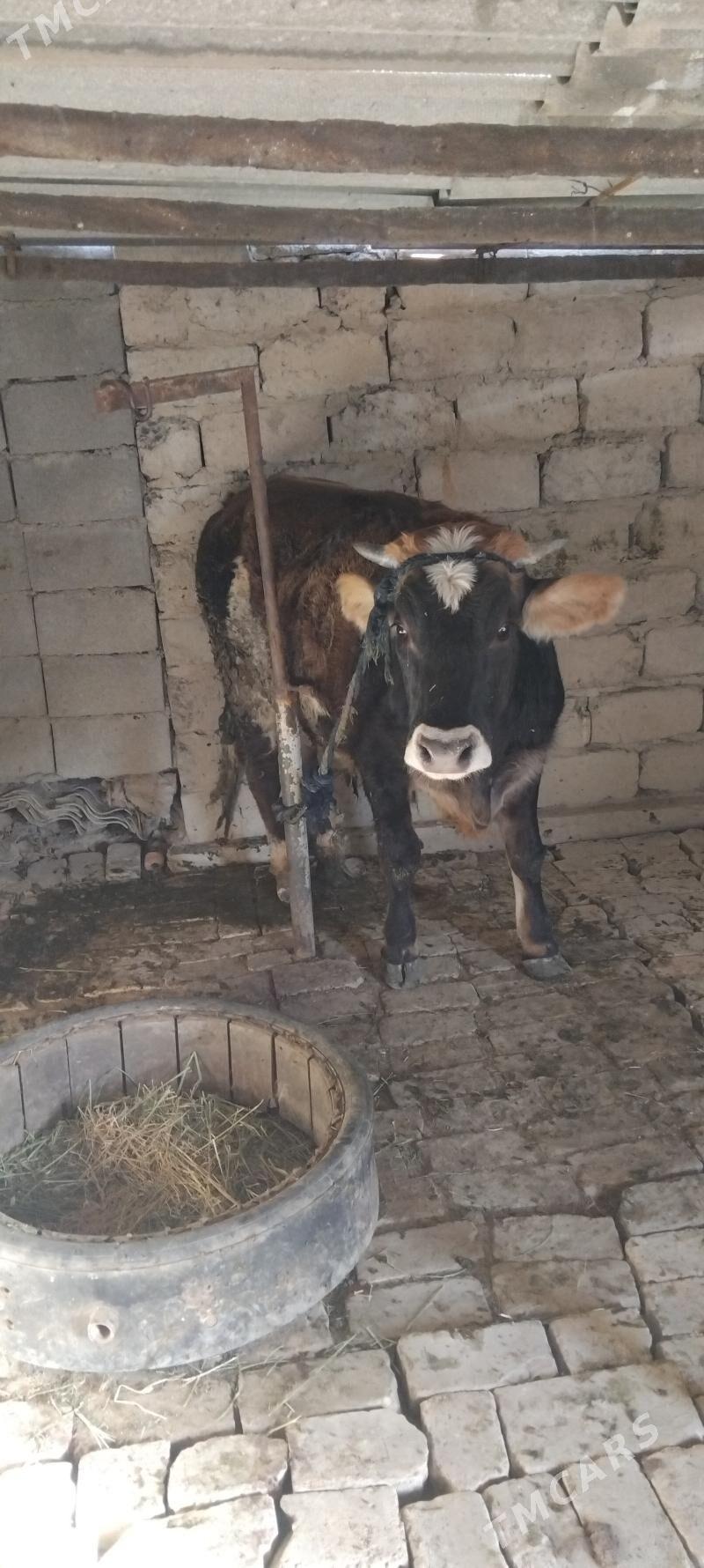 Ökiz - Gökdepe - img 4