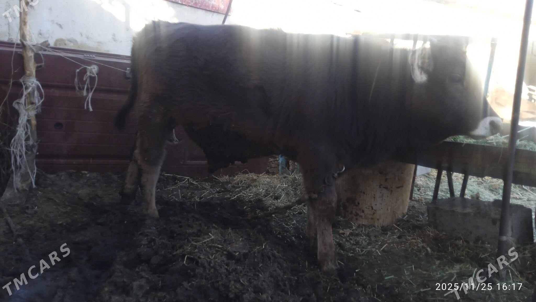 okuz - Bäherden - img 4