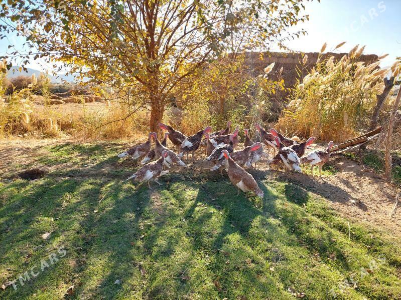 induklar - Bäherden - img 2