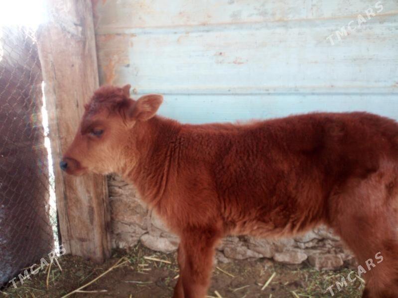 Golleli sygyr - Джебел - img 3