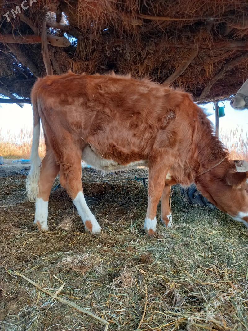 UNAJYN - Дянев - img 4