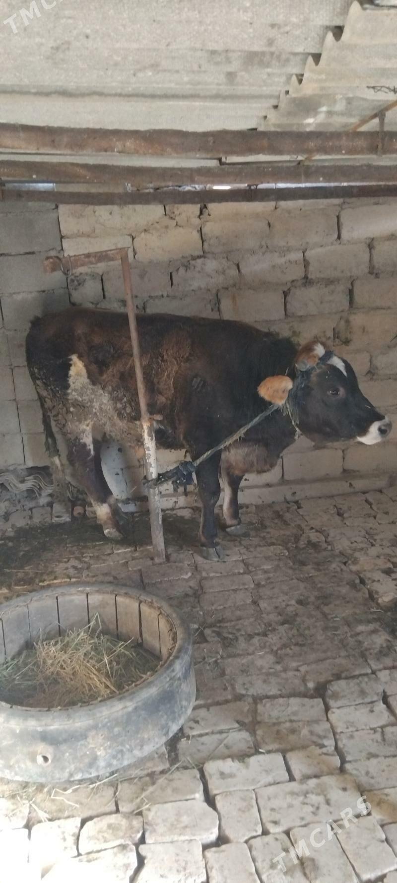 Ökiz - Gökdepe - img 5