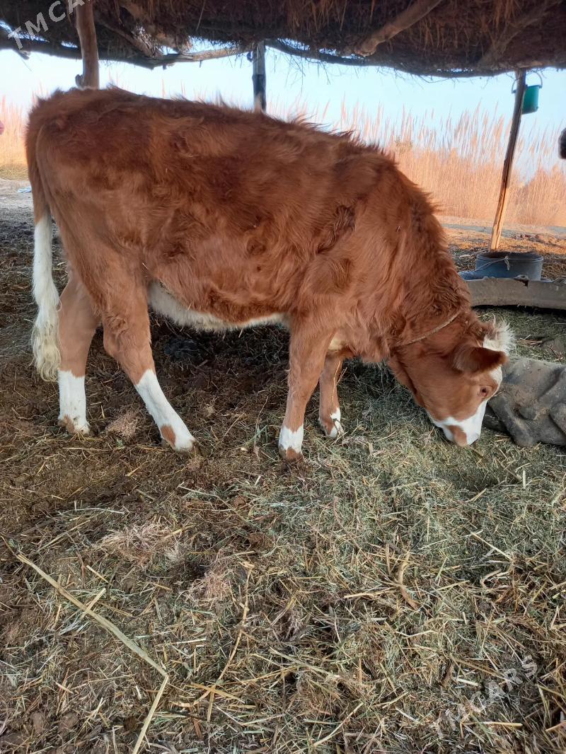 UNAJYN - Дянев - img 1