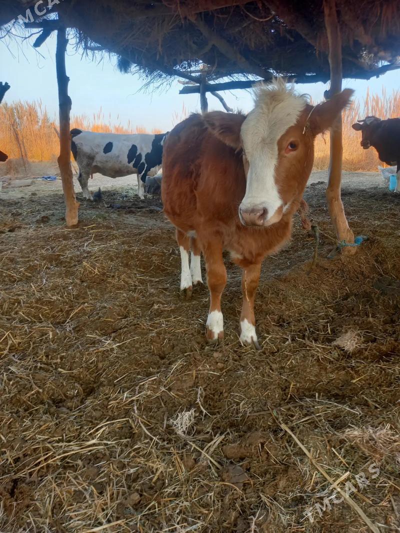 UNAJYN - Дянев - img 3