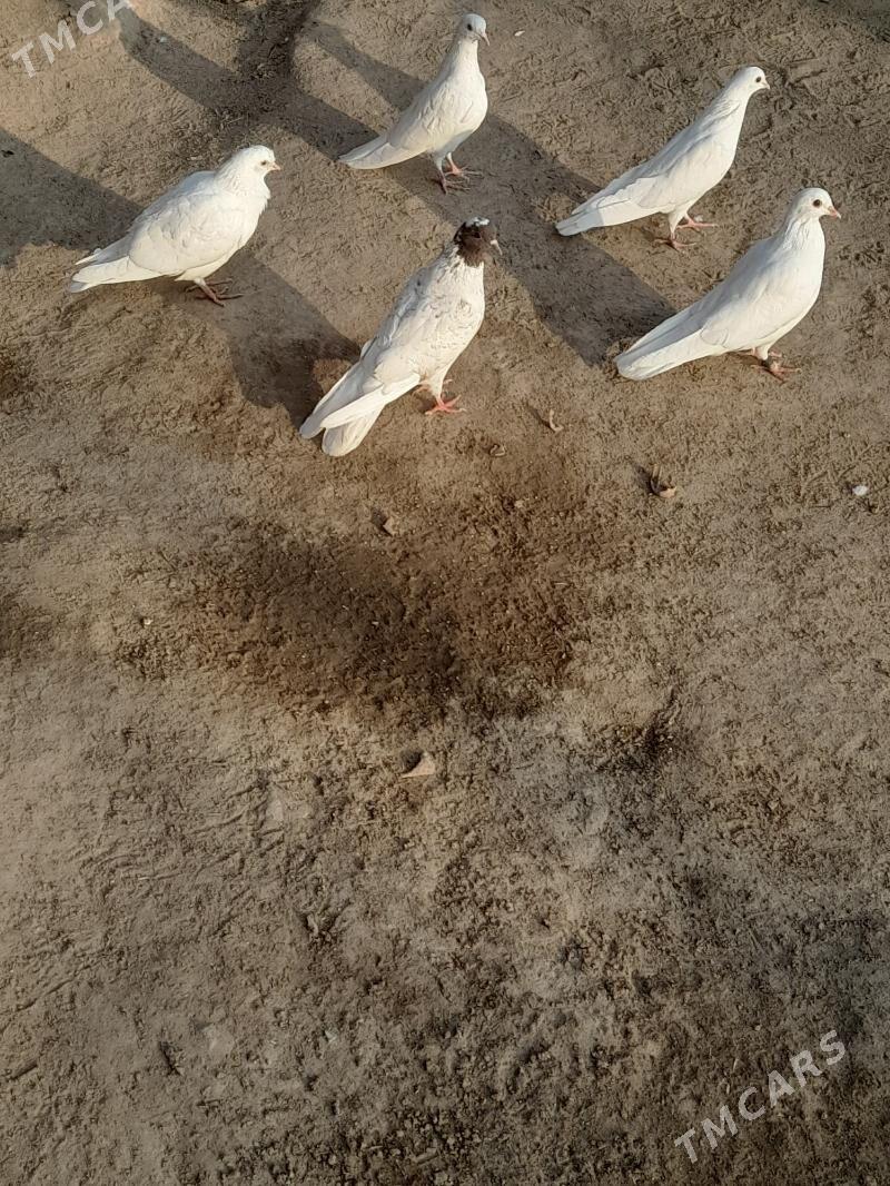 kepder - Farap - img 2