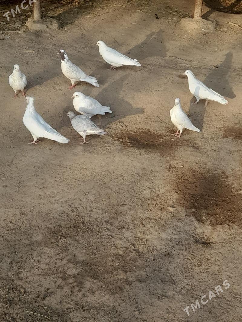 kepder - Farap - img 3