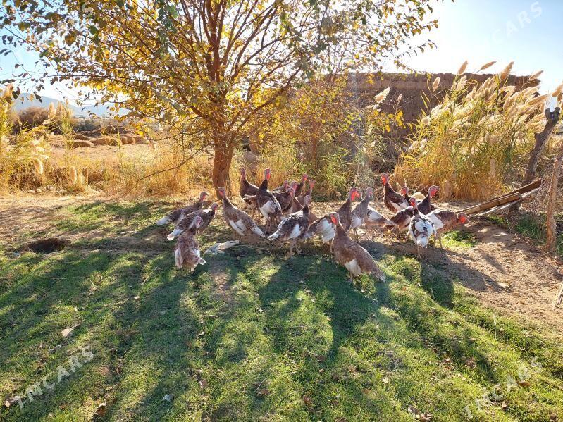 induklar - Bäherden - img 3