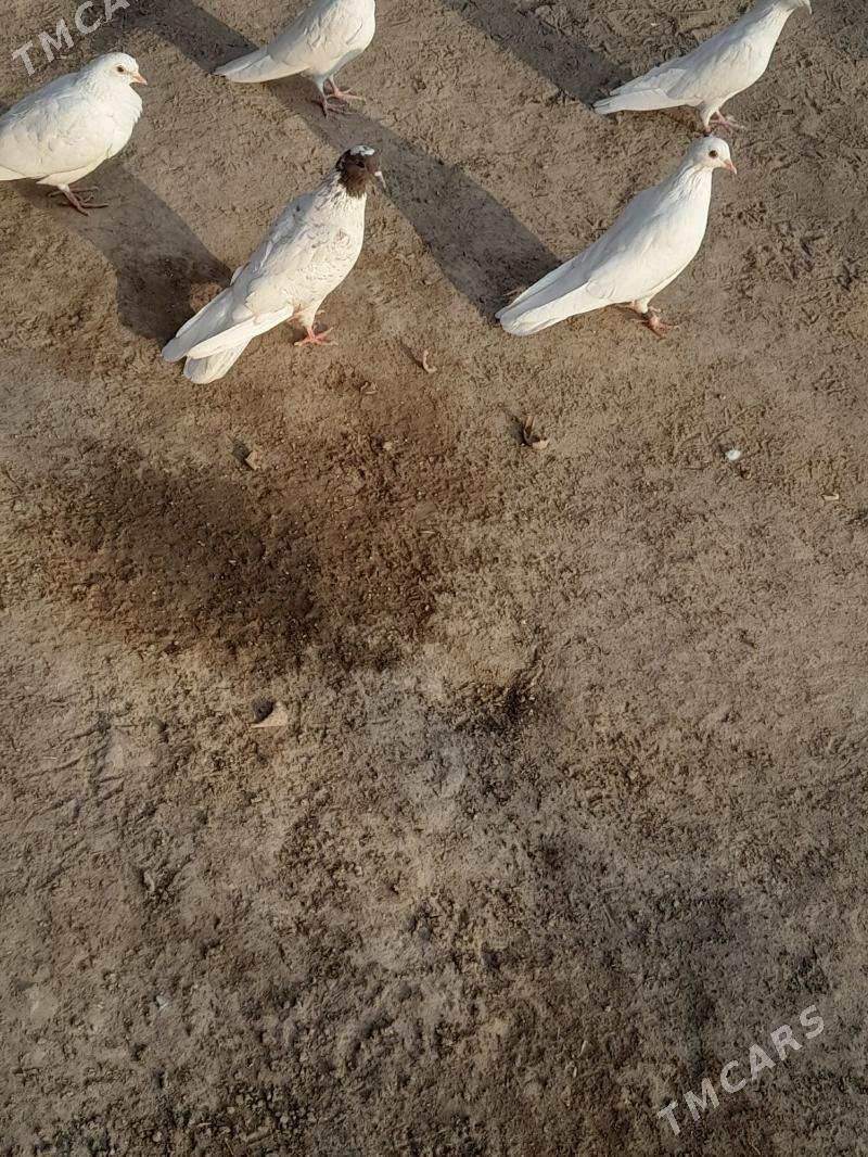 kepder - Farap - img 5