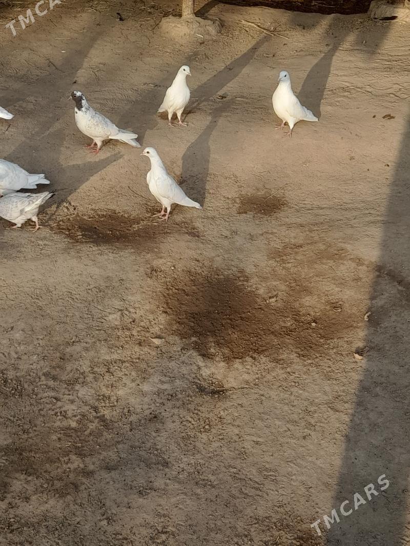 kepder - Farap - img 4