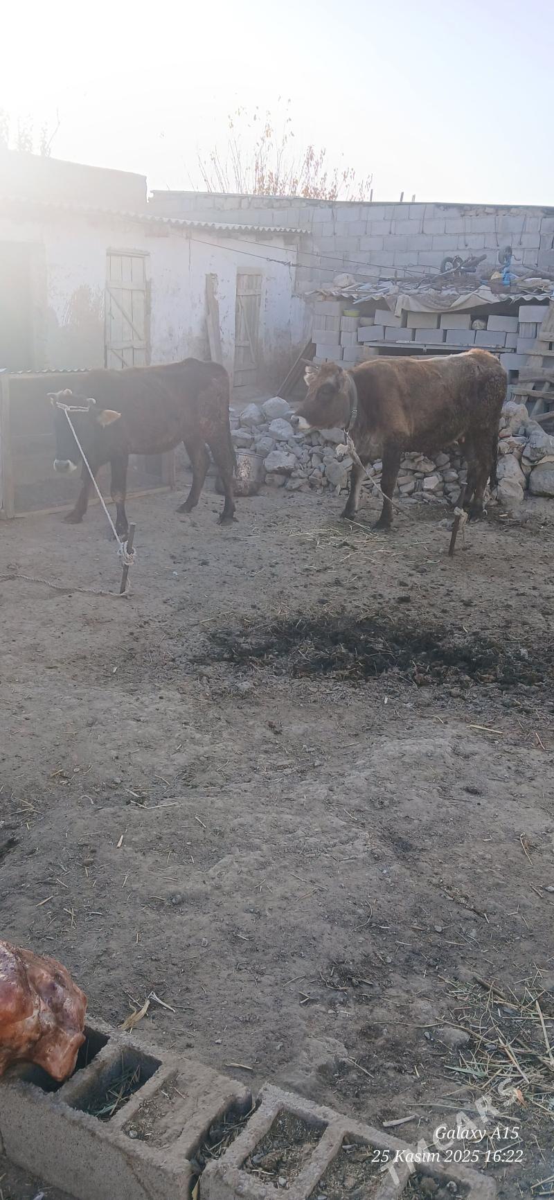 Tuweler - Бахарден - img 3