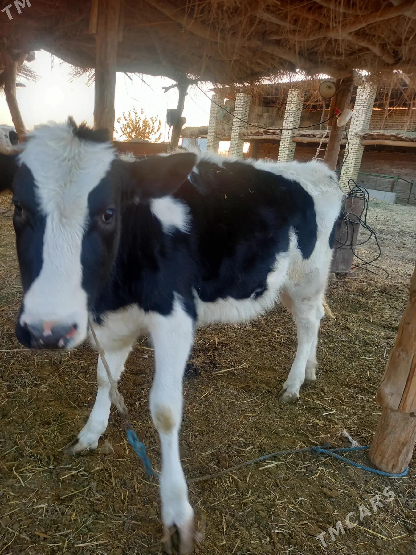 GOLE UNAJYN - Dänew - img 3