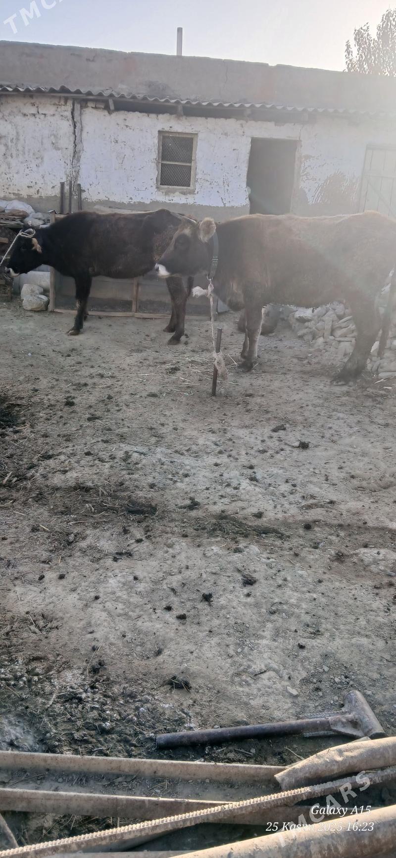 Tuweler - Бахарден - img 1