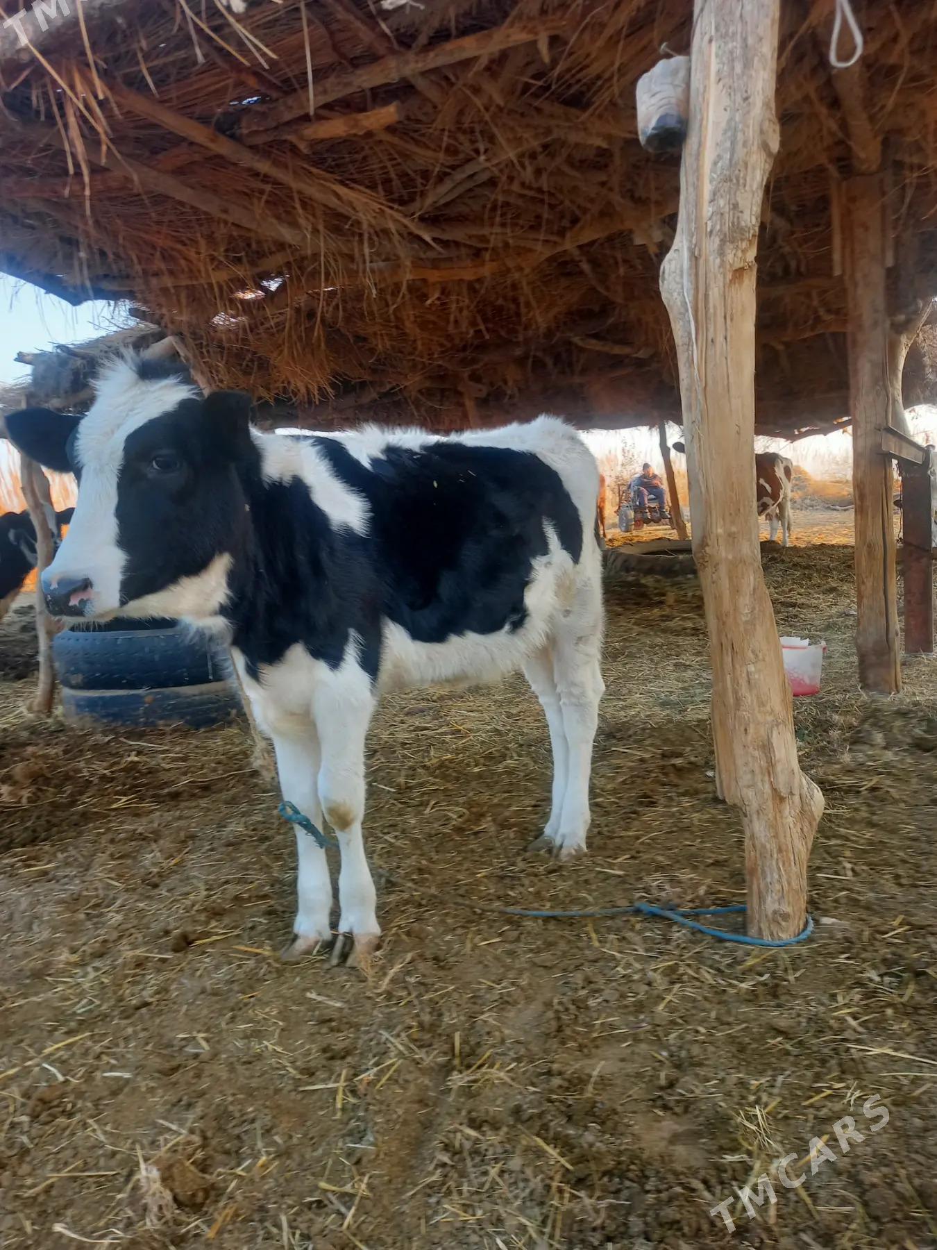 GOLE UNAJYN - Dänew - img 2