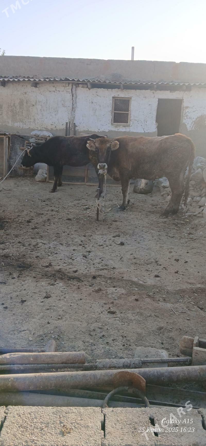 Tuweler - Бахарден - img 4