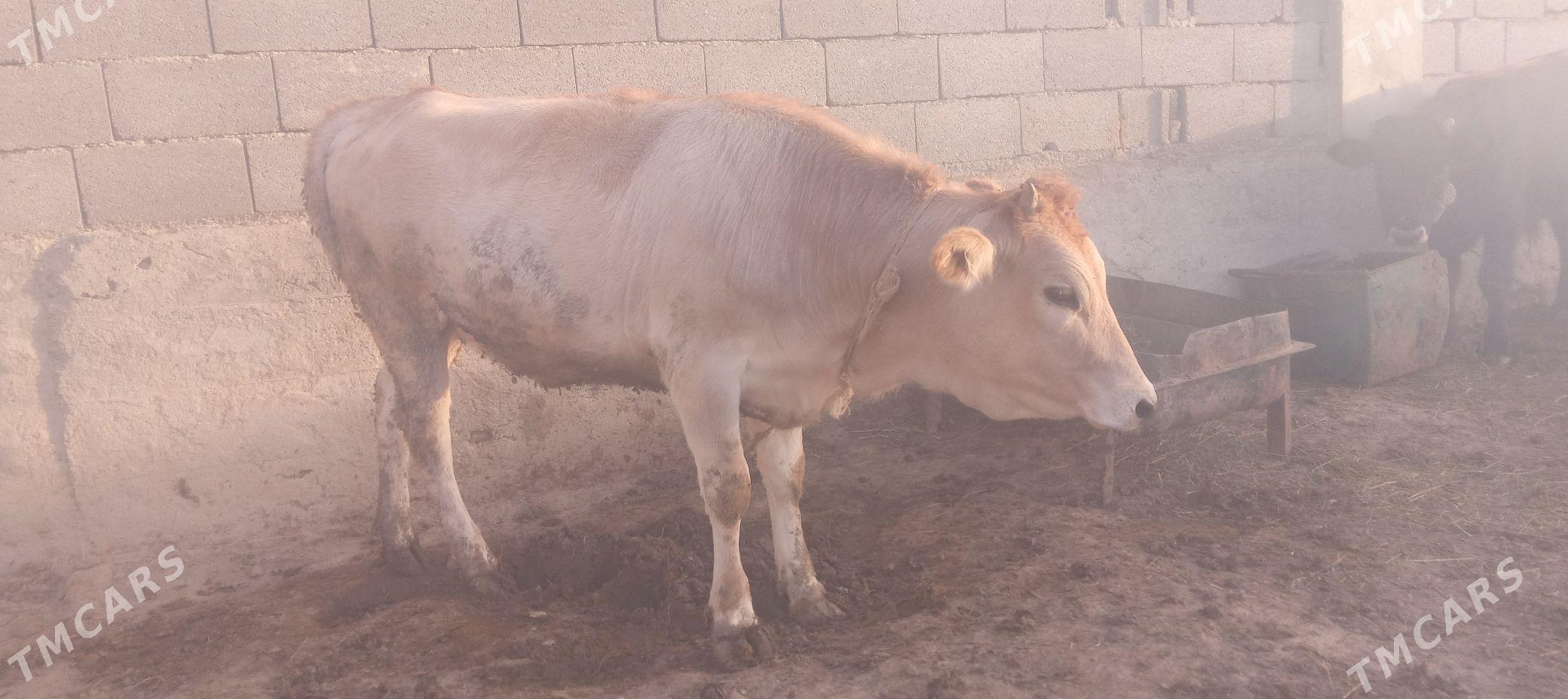 tüwe - Bäherden - img 3