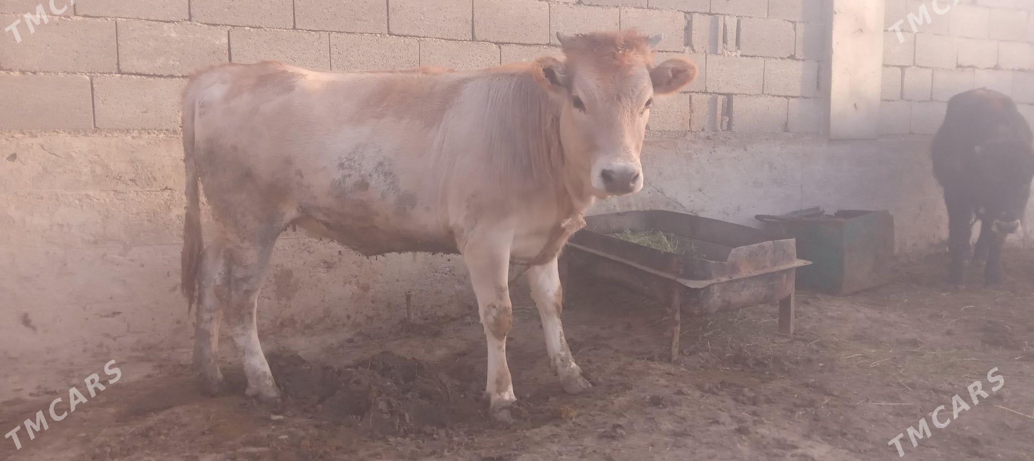 tüwe - Bäherden - img 6