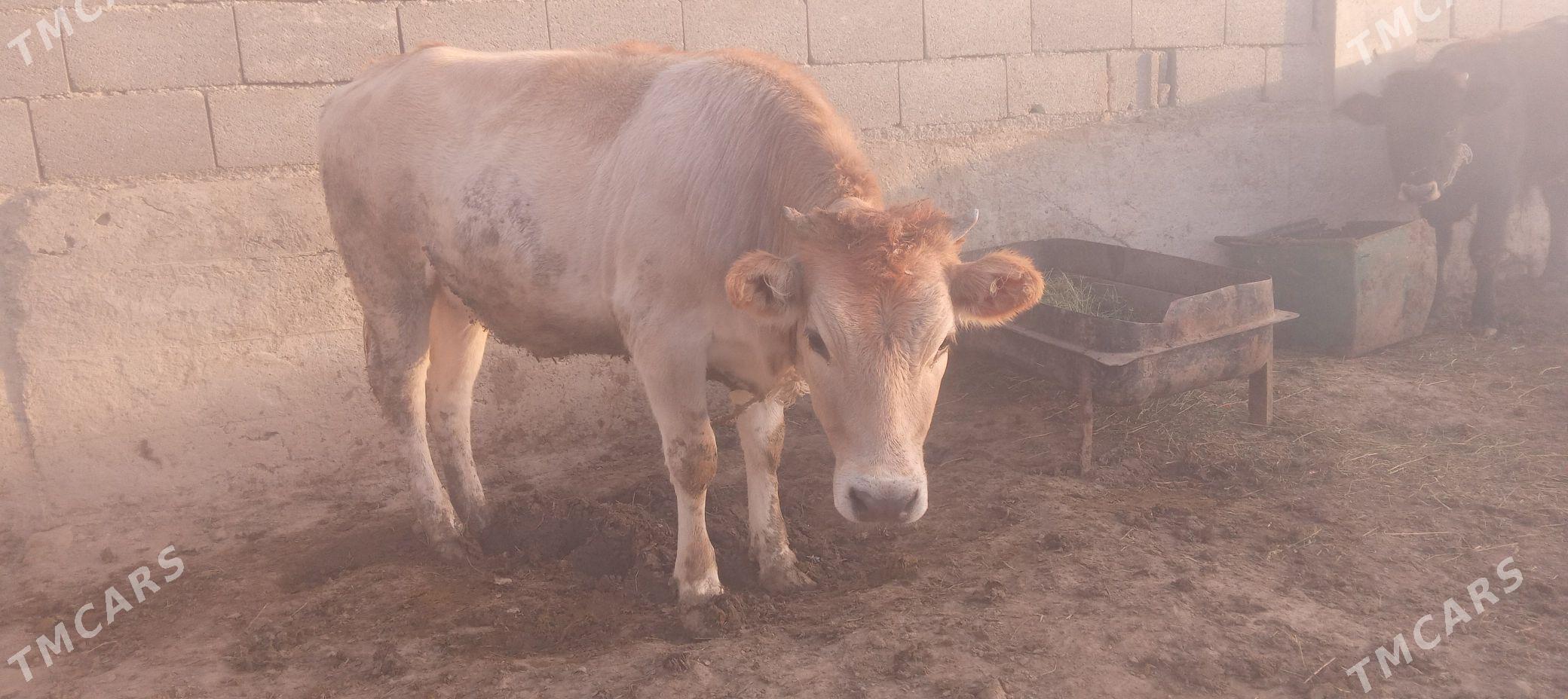 tüwe - Bäherden - img 2