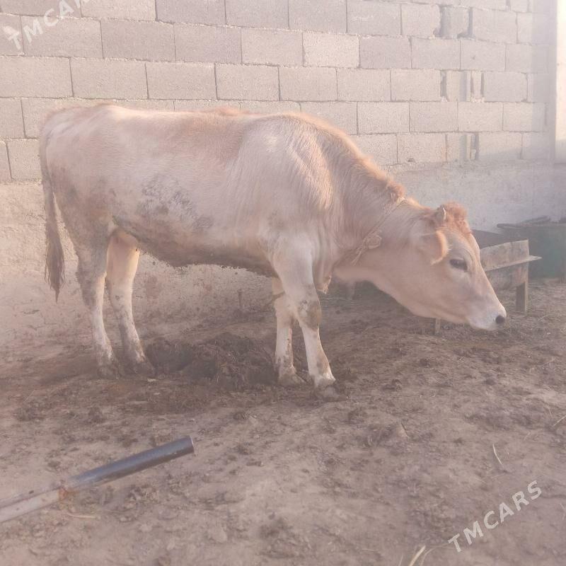 tüwe - Bäherden - img 5