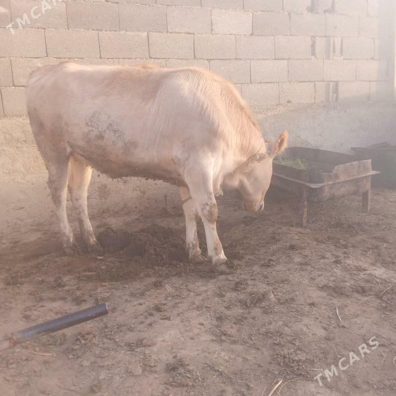 tüwe - Bäherden - img 4