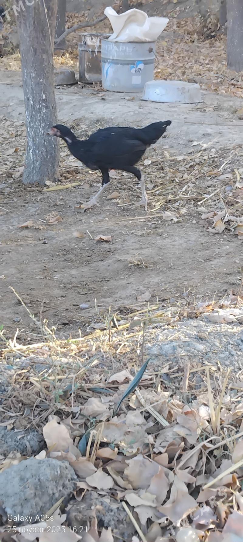 Guslar - Gökdepe - img 1