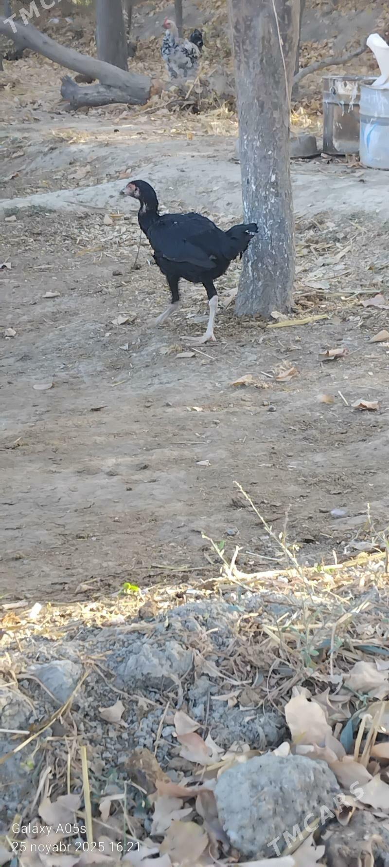 Guslar - Gökdepe - img 2