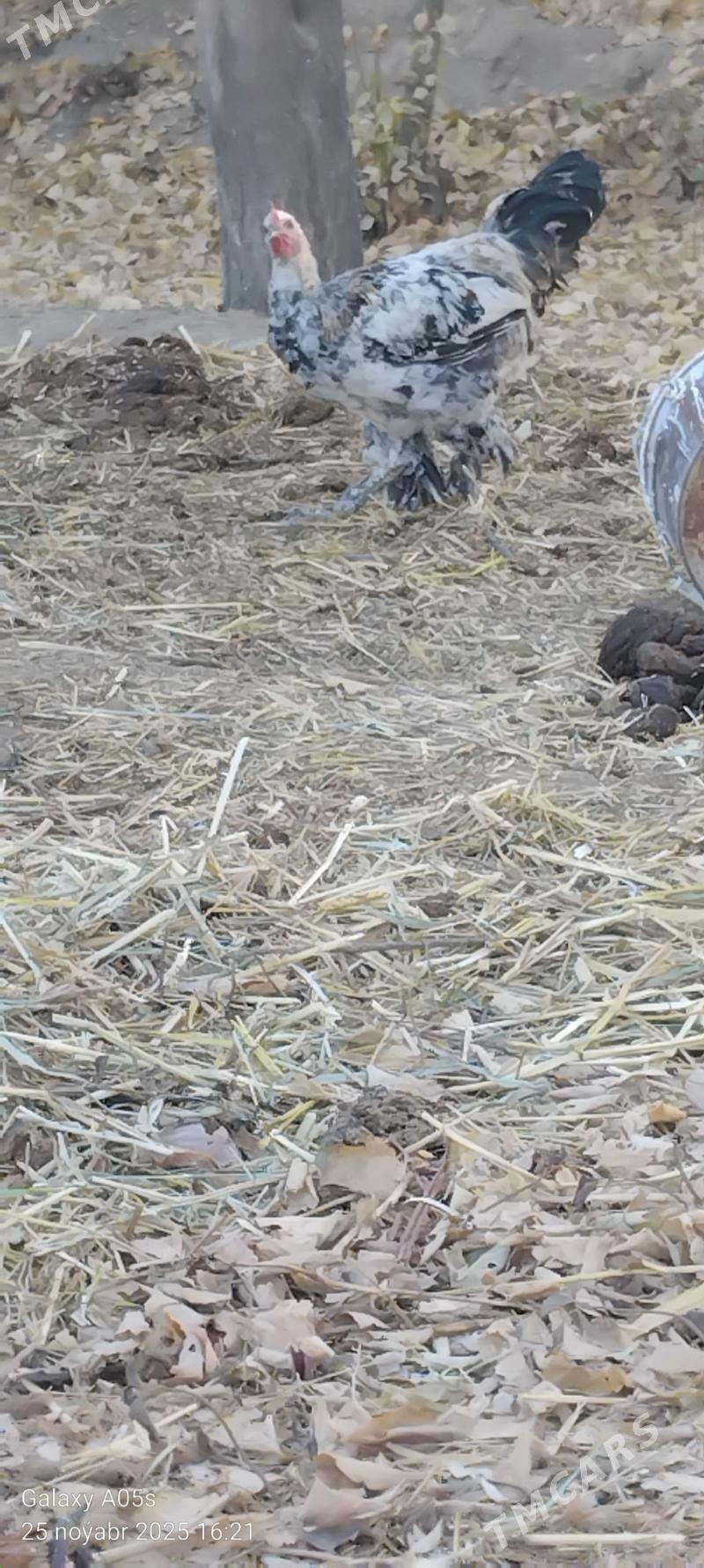 Guslar - Gökdepe - img 7